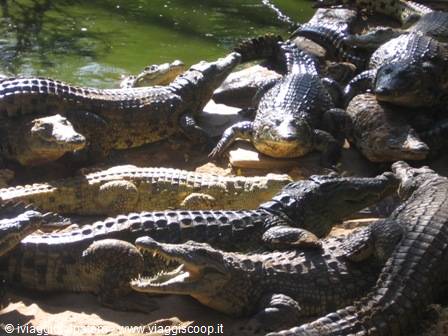 Malindi: the reptilarium