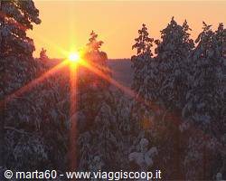 Low sun glowing between snow-covered conifers at dawn