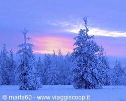 Snow-covered spruces under a pink and blue dawn sky