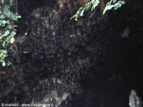 Bat colony clinging to the dark rocky cave wall