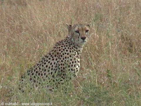 Cheetah sitting in dry savanna grass, looking toward the camera
