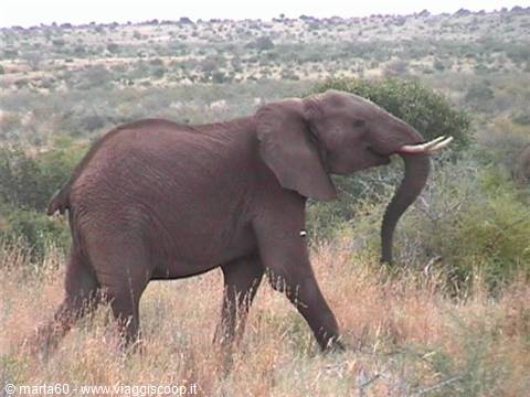 Elephant with long tusks walks through dry savanna grass
