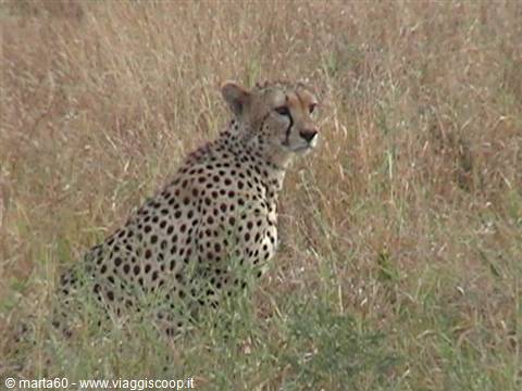 Cheetah sitting in dry grass, black spotted coat, gazing intently