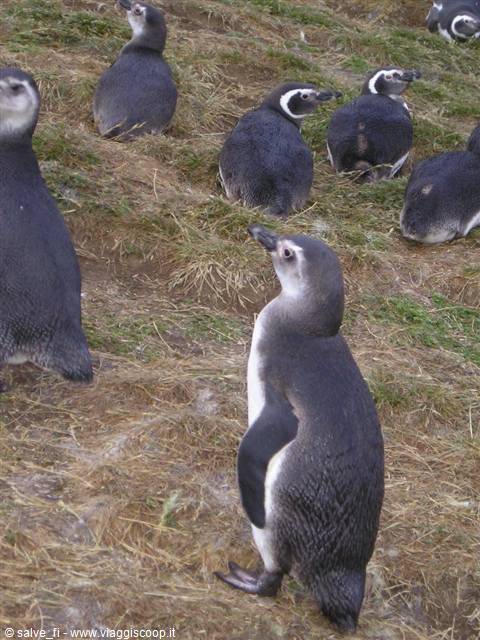 PENGUINS