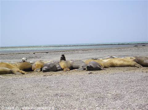Elephant seals