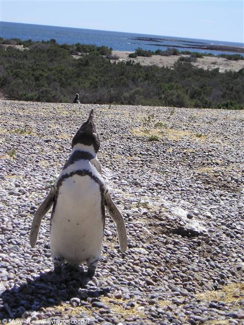 Penguin in a belligerent mood