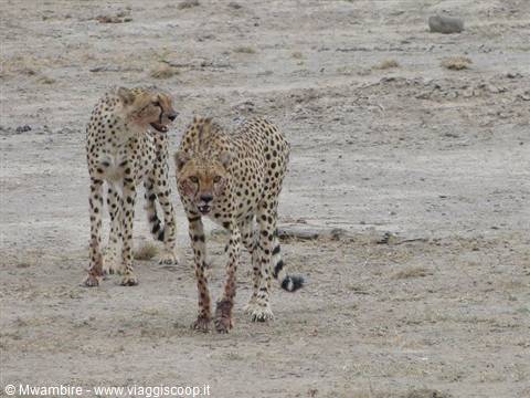 cheetahs tsavo east