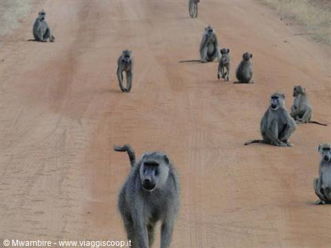baboons tsavo east