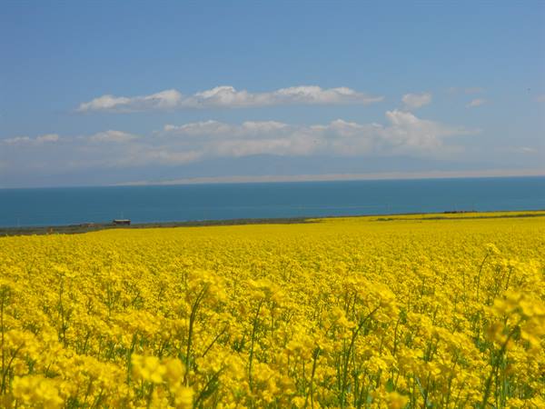 lake Qinghai - Hu