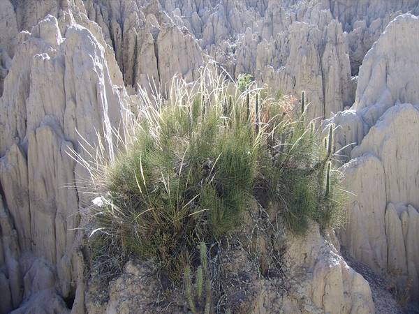 Cactus and grasses on eroded clay spires, Valle de la Luna