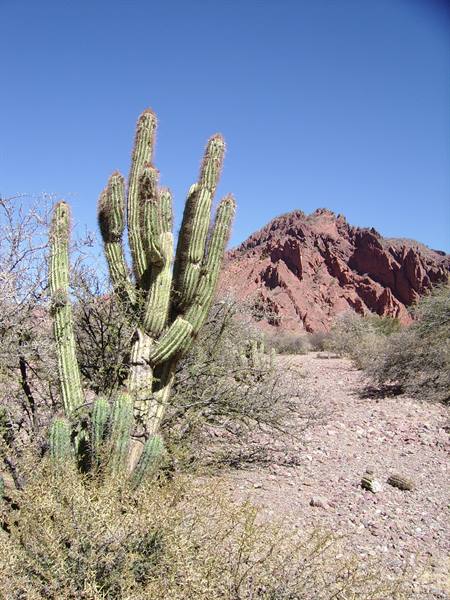 cactus.... everywhere!