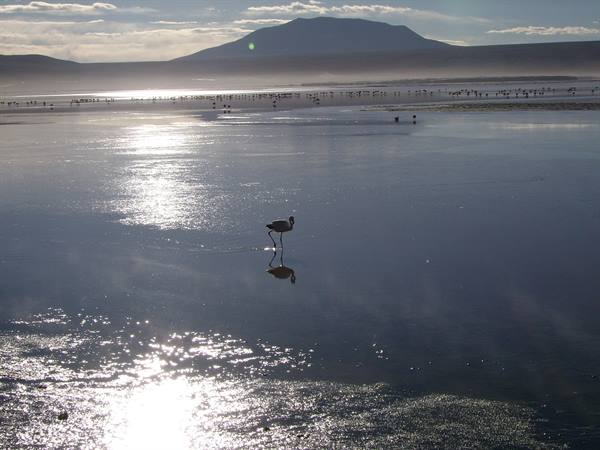 Flamingos at the Laguna Colorada