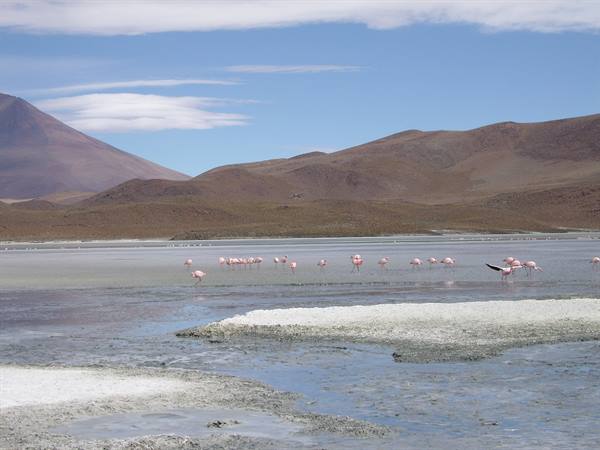 Flamingos at the northern Hedionda lagoon