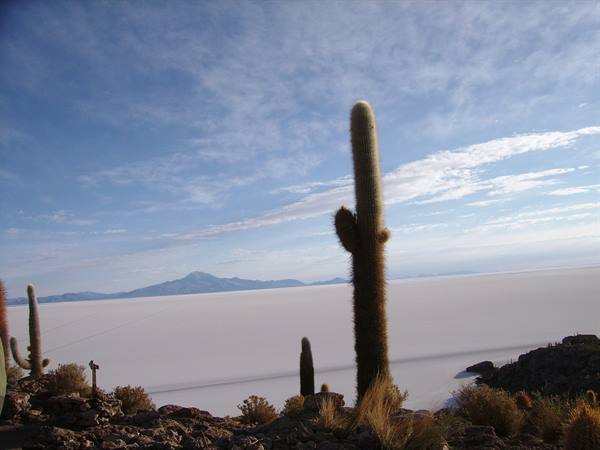 Cacti on Isla Incahuasi