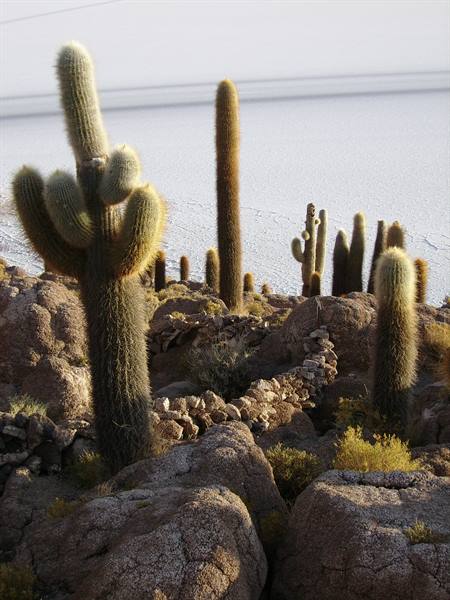Giant cacti on Isla Incahuasi, volcanic rocks and white salt flat behind