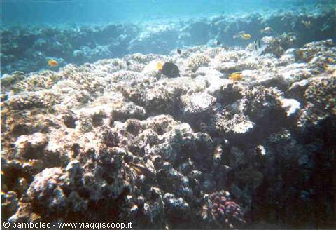 Submerged coral in turquoise water with small yellow fish