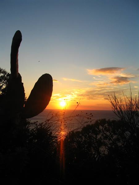 Prickly pear cactus silhouetted against the sun rising over the sea