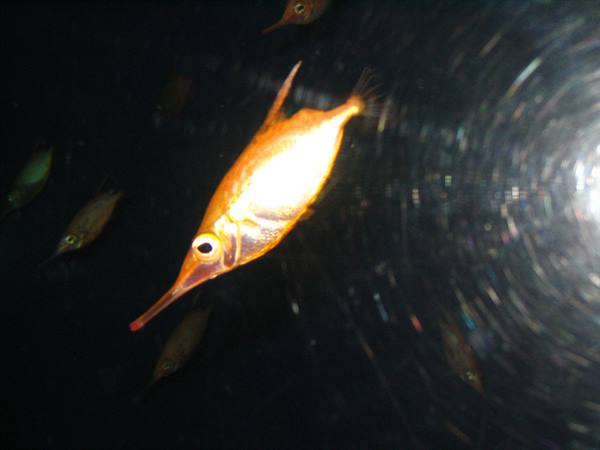 Orange trumpetfish lit up in dark water, other specimens nearby
