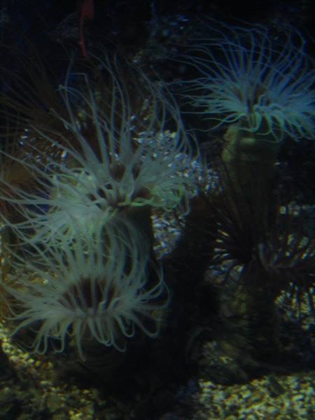 Cerianthus
