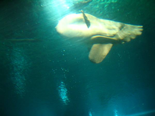 Sunfish