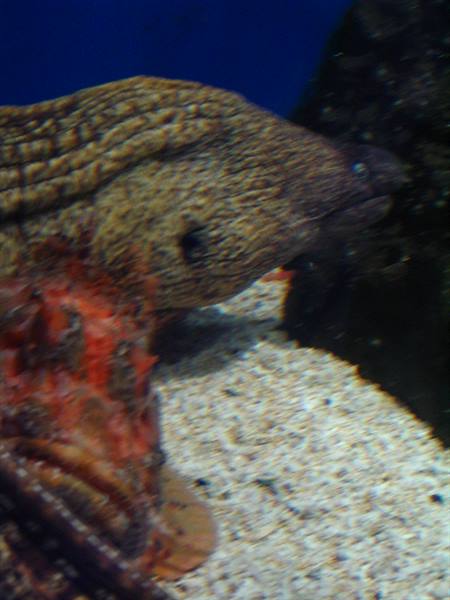 Moray eel and scorpionfish