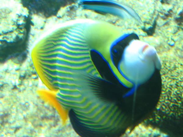 Emperor angelfish with yellow striped body swims among sunlit rocks