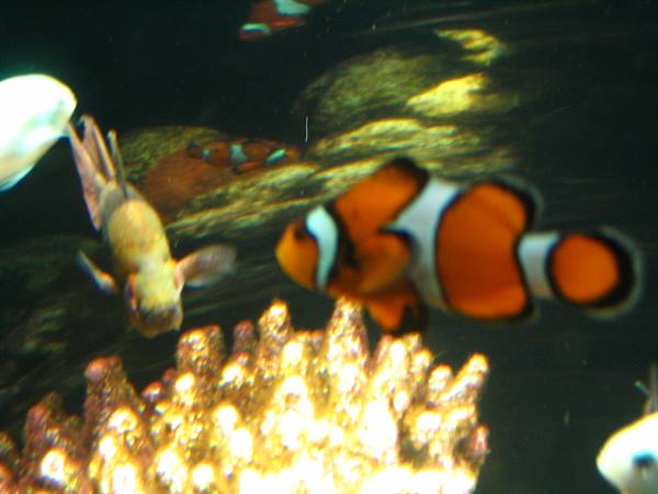 Orange clownfish swims beside illuminated coral in an aquarium tank