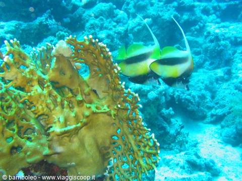 Bannerfish swim beside yellow coral underwater