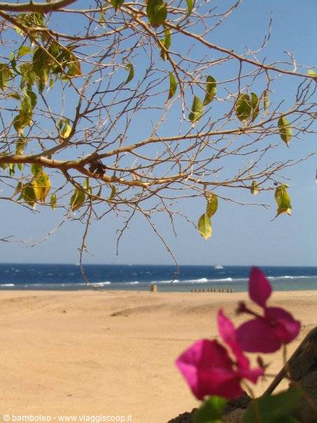 Pink bougainvillea flowers and branches over sand and blue sea