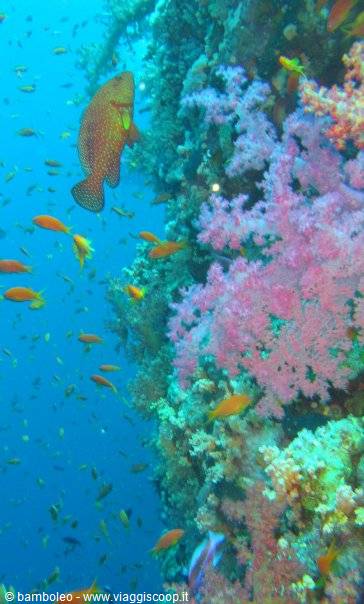 Coral grouper and pink soft corals on a Red Sea reef wall