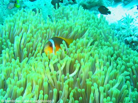 Orange clownfish nestled among green anemone tentacles on a coral reef