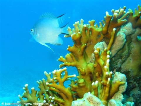 Damselfish swimming beside yellow fire coral with white tips in blue water