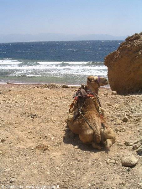 saddled camel lying on sand in front of Ras Shaitan beach