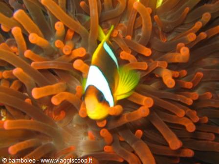Clownfish with yellow fins among orange anemone tentacles