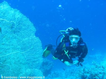 Scuba diver with tank and regulator swims beside a large sea fan underwater