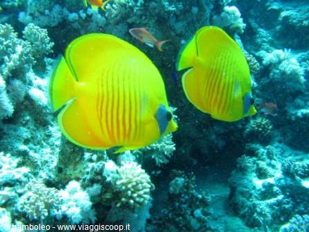 Two golden butterflyfish swim among colorful coral reef