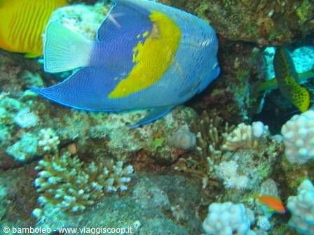 Blue and yellow angelfish swims among colorful corals on the seabed