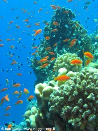Orange fish swimming among colorful corals in blue water