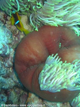 Yellow clownfish among green anemone tentacles on coral reef