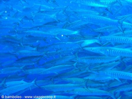 School of barracudas swimming in deep blue water