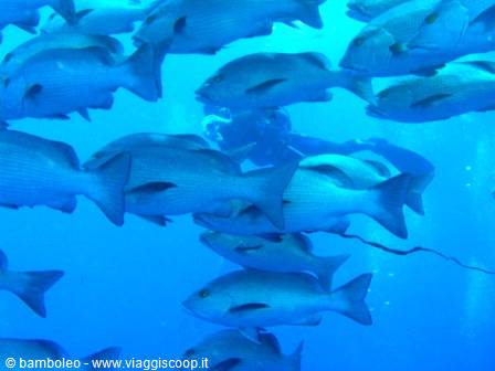 School of gray fish swims around a scuba diver in blue water
