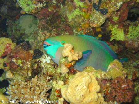 Green and turquoise parrotfish swims among corals, underwater flashlight lighting