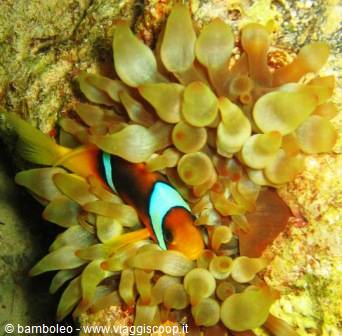 Orange clownfish nestled among sea anemone tentacles, underwater light