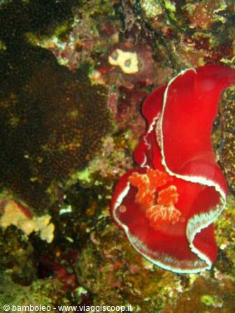 Red Spanish dancer nudibranch on dark coral, underwater flash photo