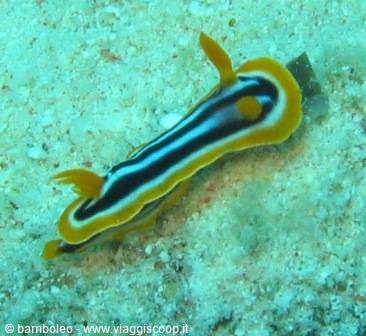 Blue and orange striped Chromodoris nudibranch crawling on sandy seabed