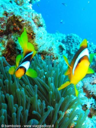 Yellow clownfish swim among green anemone tentacles in the Red Sea