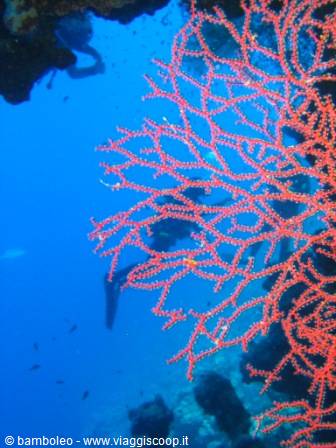 Red gorgonian coral branches underwater, dark rocks, deep blue water, distant diver