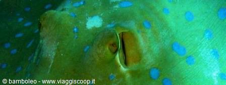 Close-up of a bluespotted stingray eye and spiracle underwater