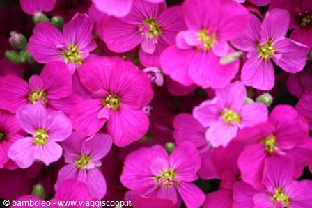 Magenta four-petaled flowers with yellow stamens in bright light