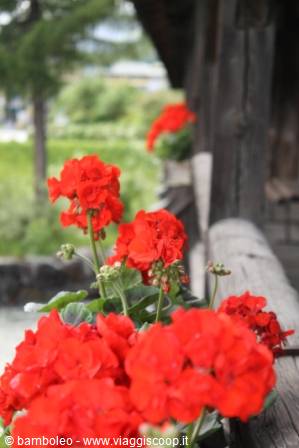 Red geraniums beside a wooden cabin, natural daylight